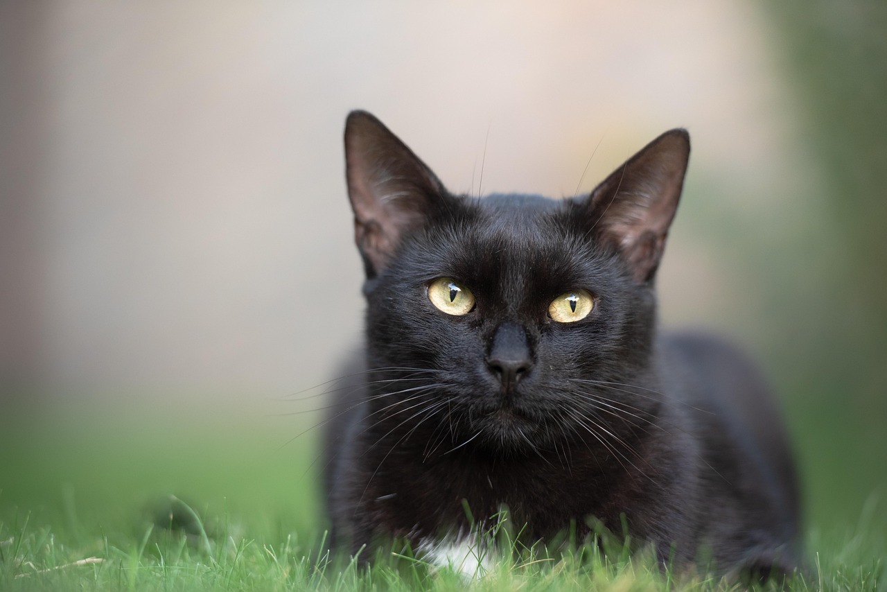 Understanding the Gentle Spirit of the Tonkinese